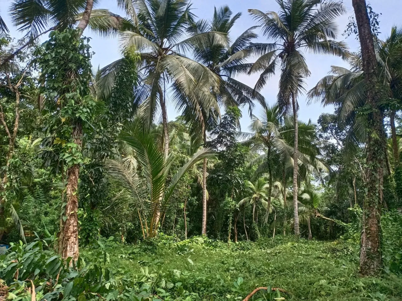 🏡 කළුතර නගරයෙන් කි.මි. 3.4 – හීනටියංගල, මයුර පෙදෙස නිරවුල් ඔප්පු සහිත පර්චස් 70 ඉඩම විකිණීමට