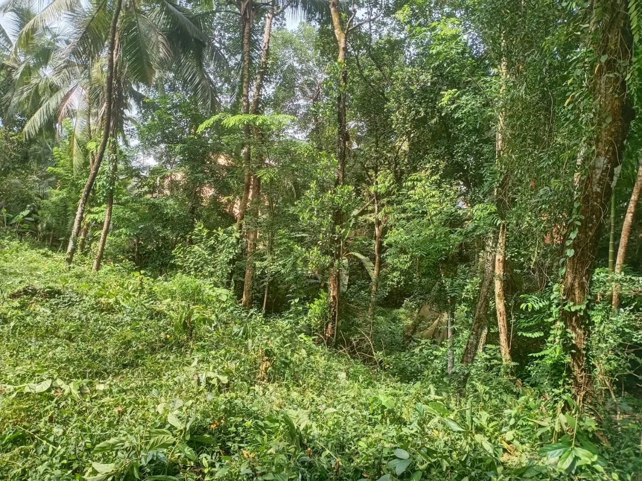 🏡 කළුතර නගරයෙන් කි.මි. 3.4 – හීනටියංගල, මයුර පෙදෙස නිරවුල් ඔප්පු සහිත පර්චස් 70 ඉඩම විකිණීමට - Image 3